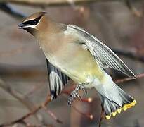 Cedar Waxwing