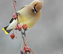 Cedar Waxwing