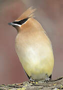 Cedar Waxwing