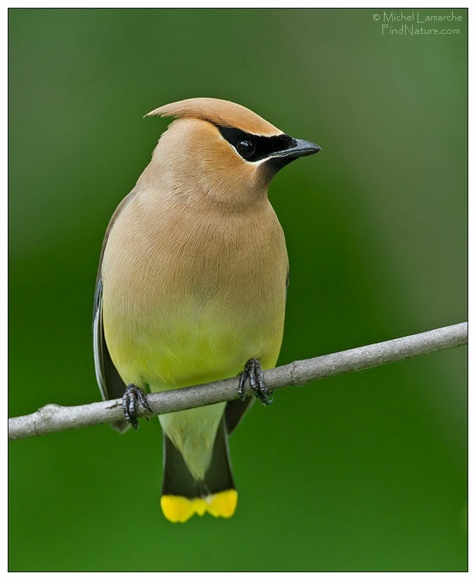 Cedar Waxwing