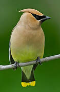 Cedar Waxwing