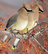 Cedar Waxwing