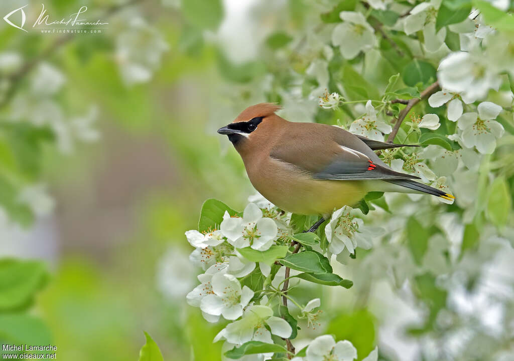 Cedar Waxwingadult, identification