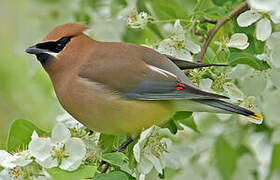 Cedar Waxwing