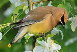 Cedar Waxwing