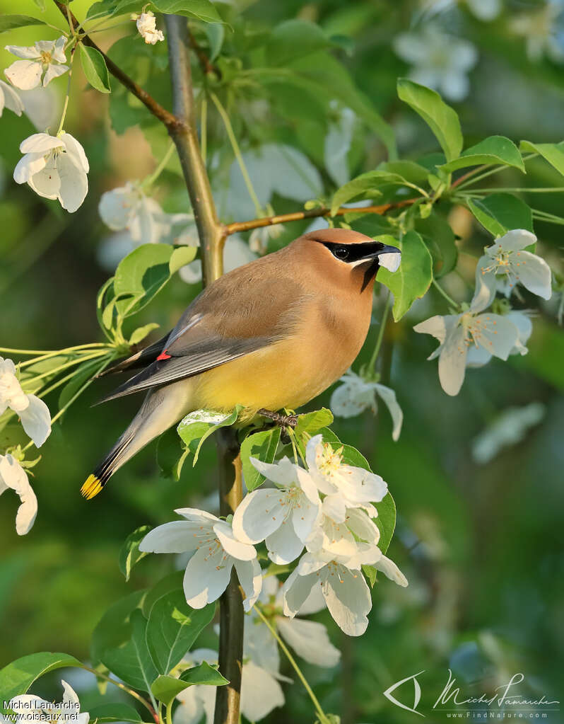 Cedar Waxwing