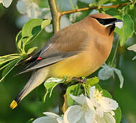 Cedar Waxwing