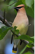 Cedar Waxwing