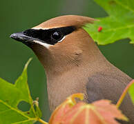 Cedar Waxwing