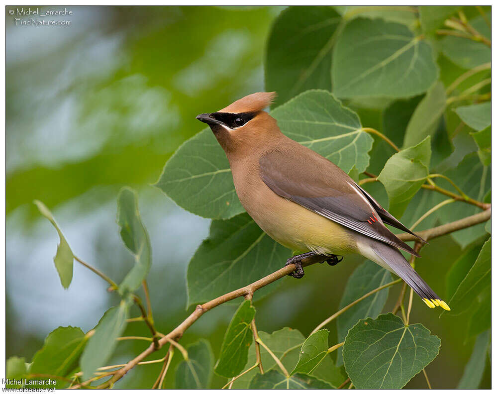 Cedar Waxwingadult, identification