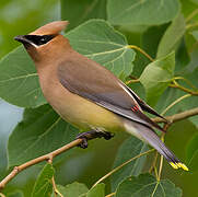 Cedar Waxwing