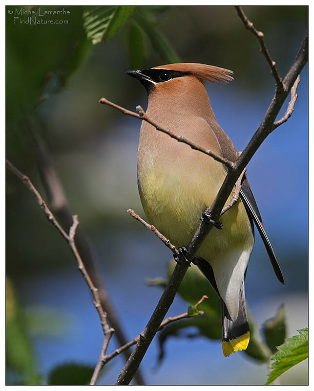 Cedar Waxwing