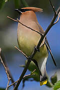 Cedar Waxwing