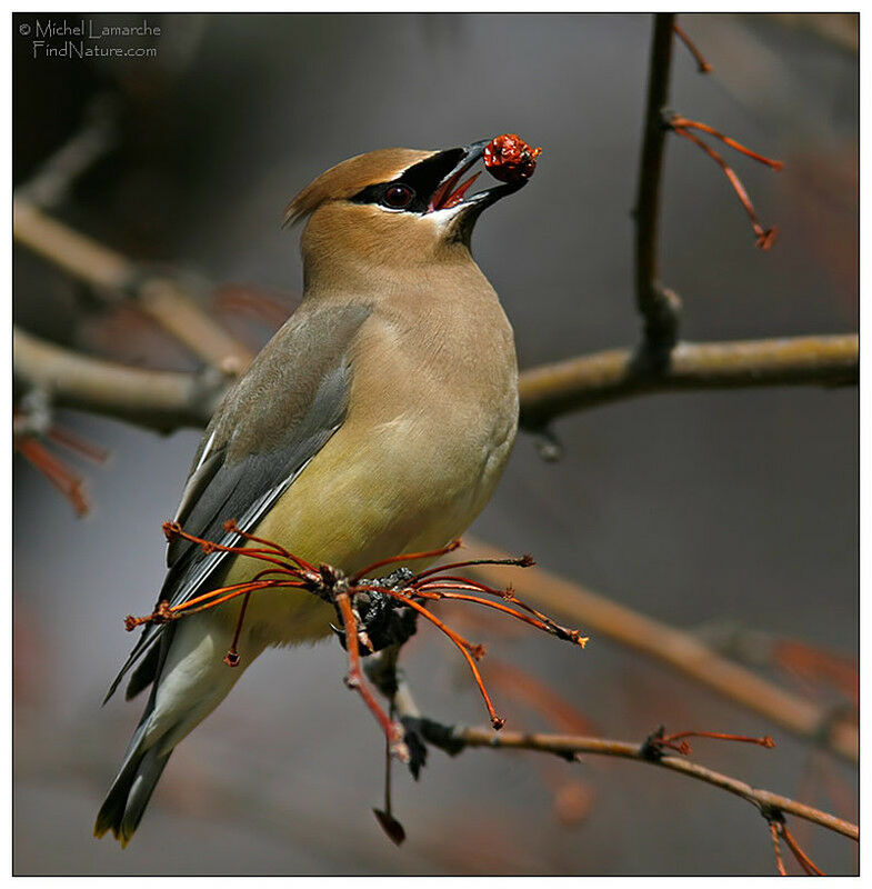 Cedar Waxwing