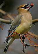 Cedar Waxwing