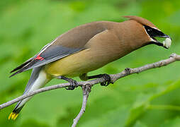 Cedar Waxwing