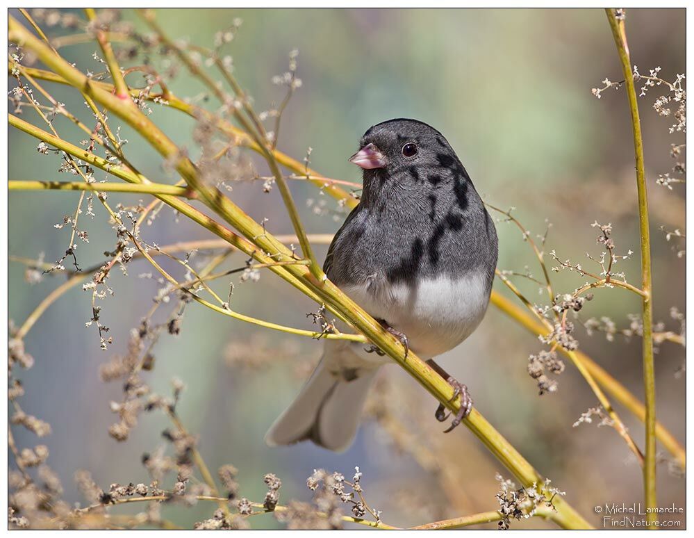 Dark-eyed Junco