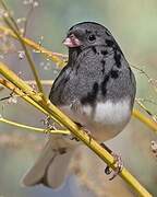 Dark-eyed Junco