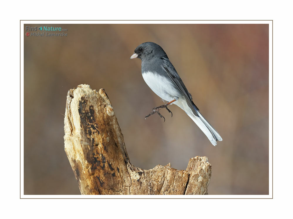 Junco ardoisé