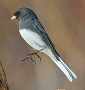 Dark-eyed Junco