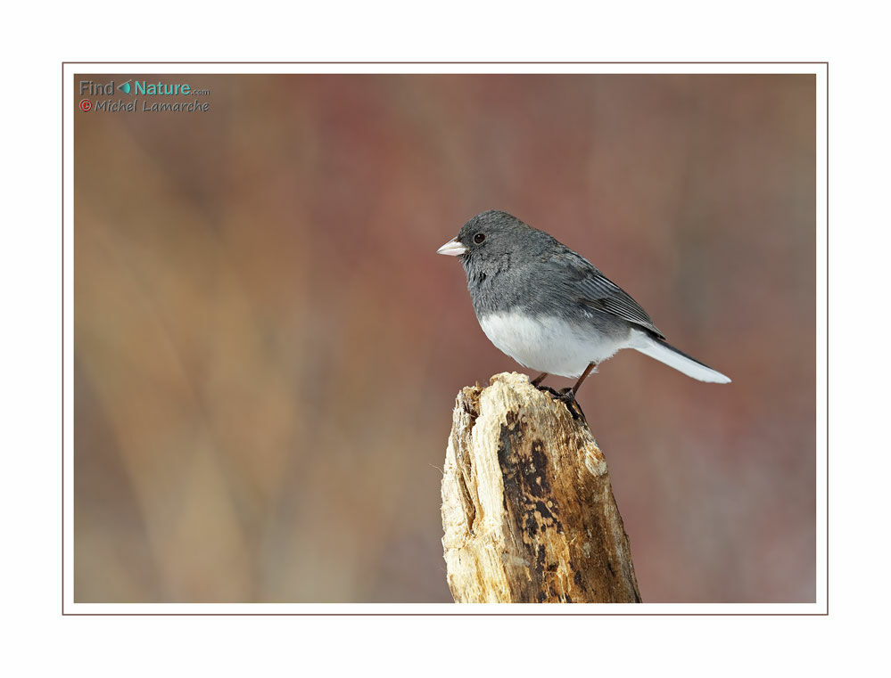 Junco ardoisé