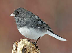 Dark-eyed Junco