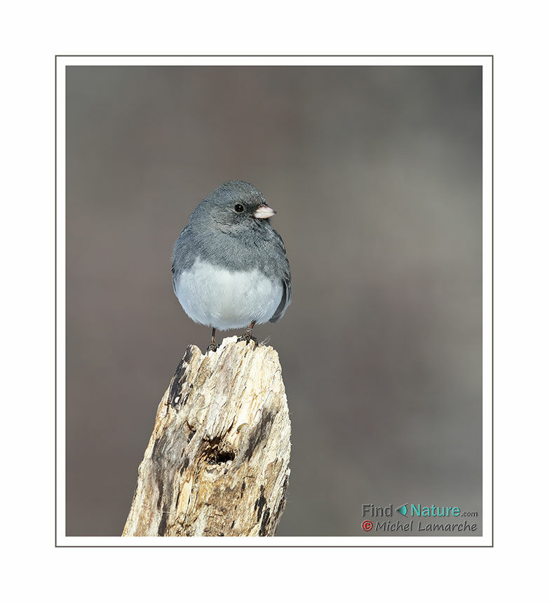 Dark-eyed Junco