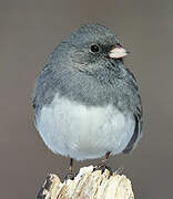 Dark-eyed Junco