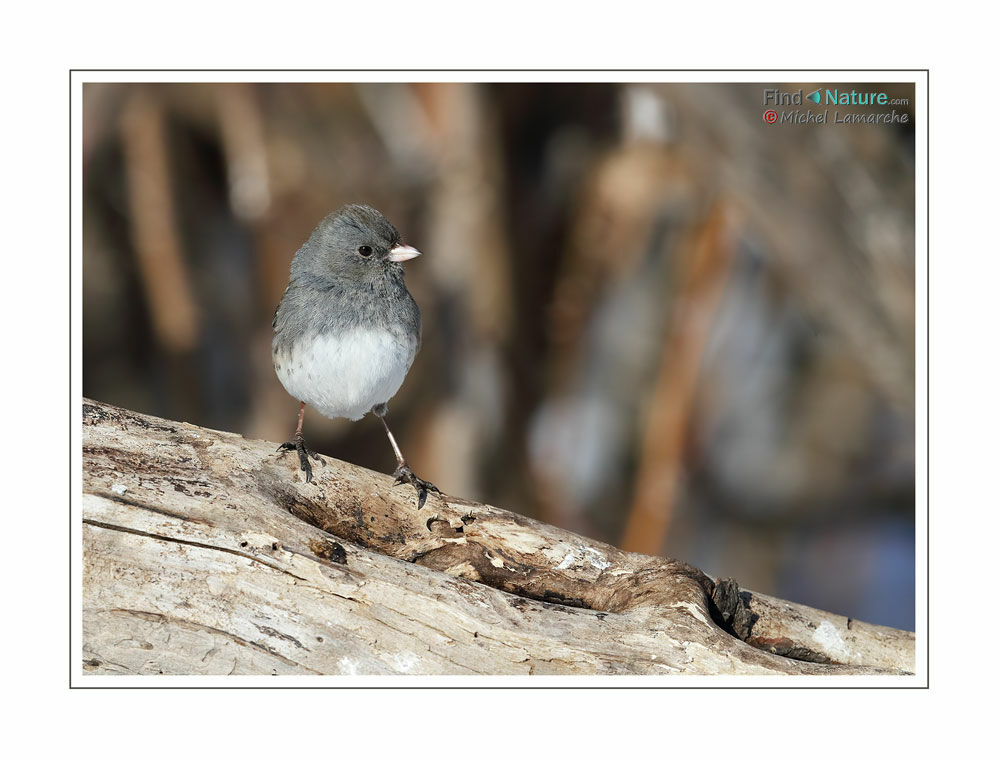 Dark-eyed Junco