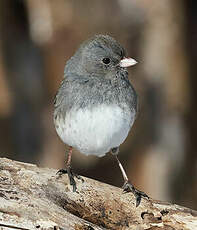 Junco ardoisé