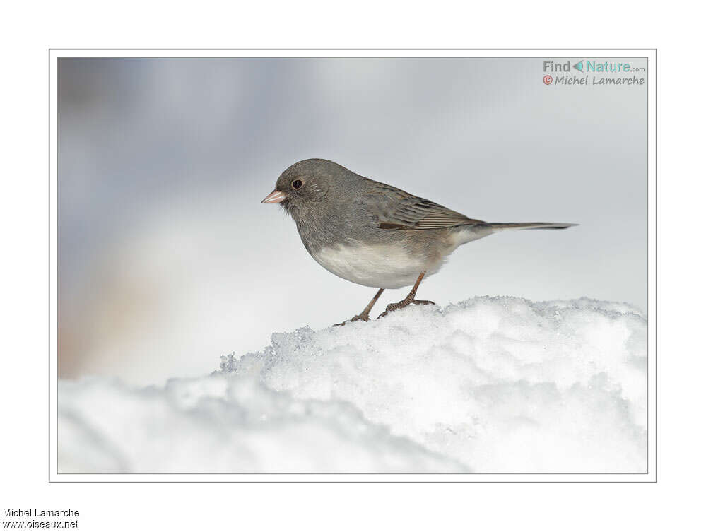 Junco ardoisé femelle adulte, identification