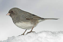 Dark-eyed Junco