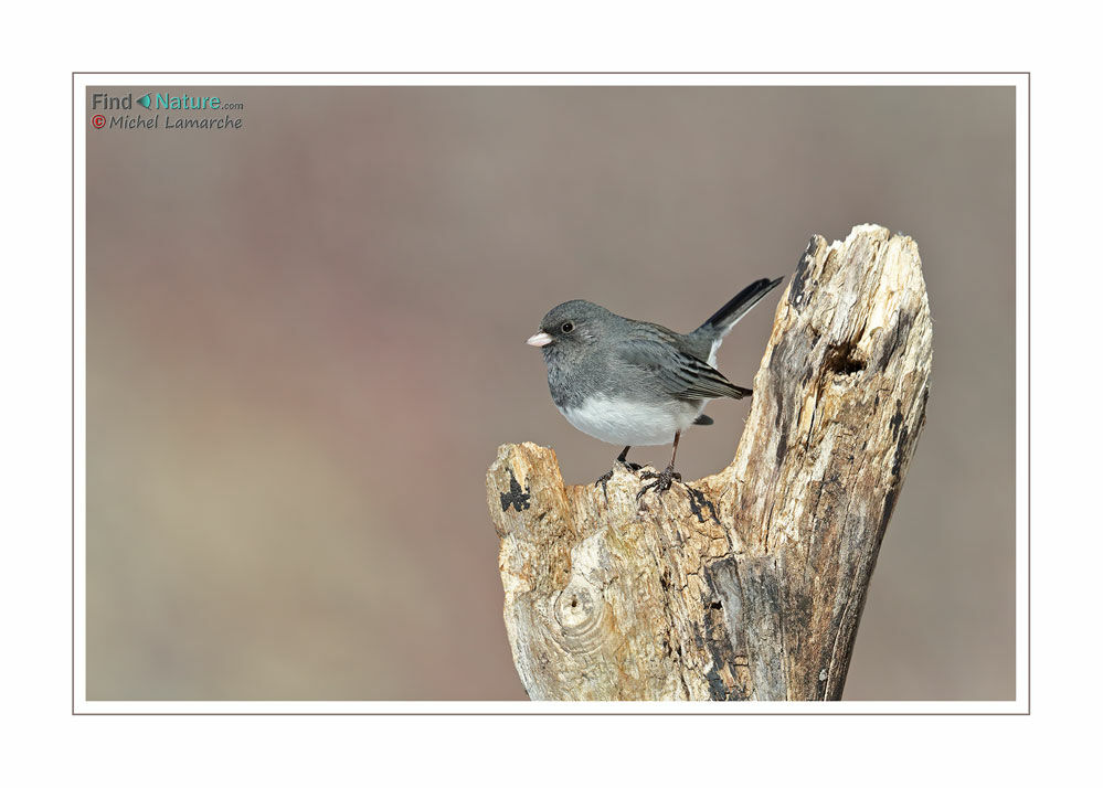 Junco ardoisé