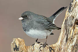 Dark-eyed Junco