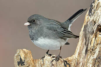 Junco ardoisé