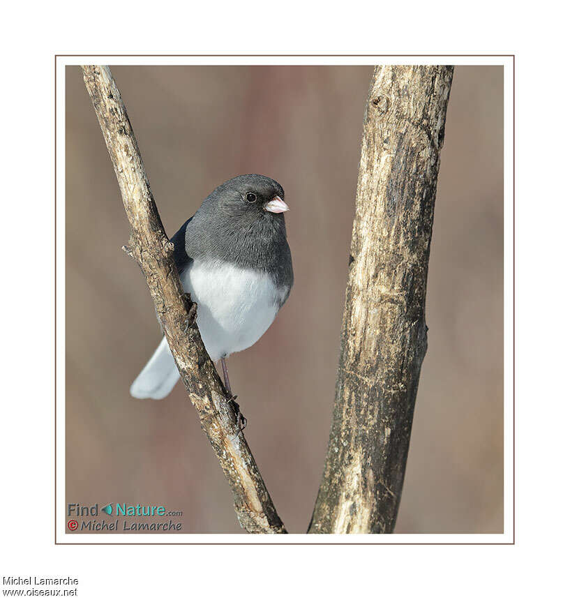 Dark-eyed Junco male adult, close-up portrait