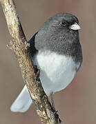 Dark-eyed Junco