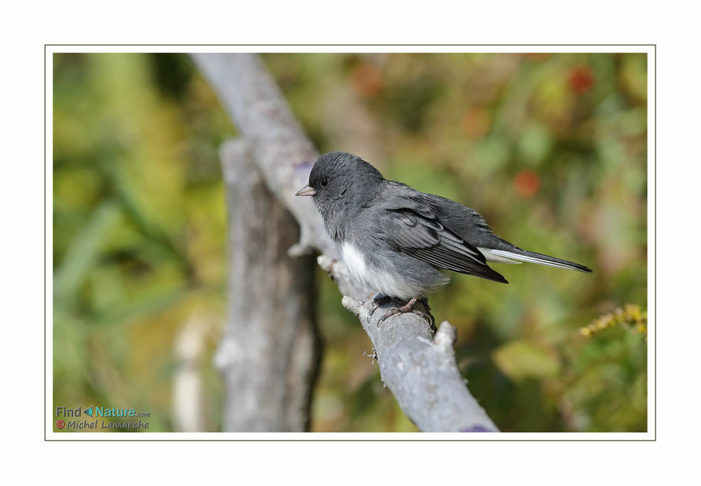 Dark-eyed Junco