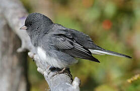 Dark-eyed Junco