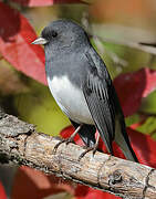 Dark-eyed Junco