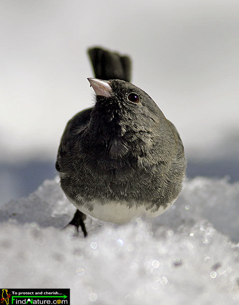 Dark-eyed Junco