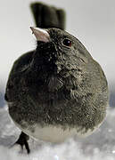 Dark-eyed Junco