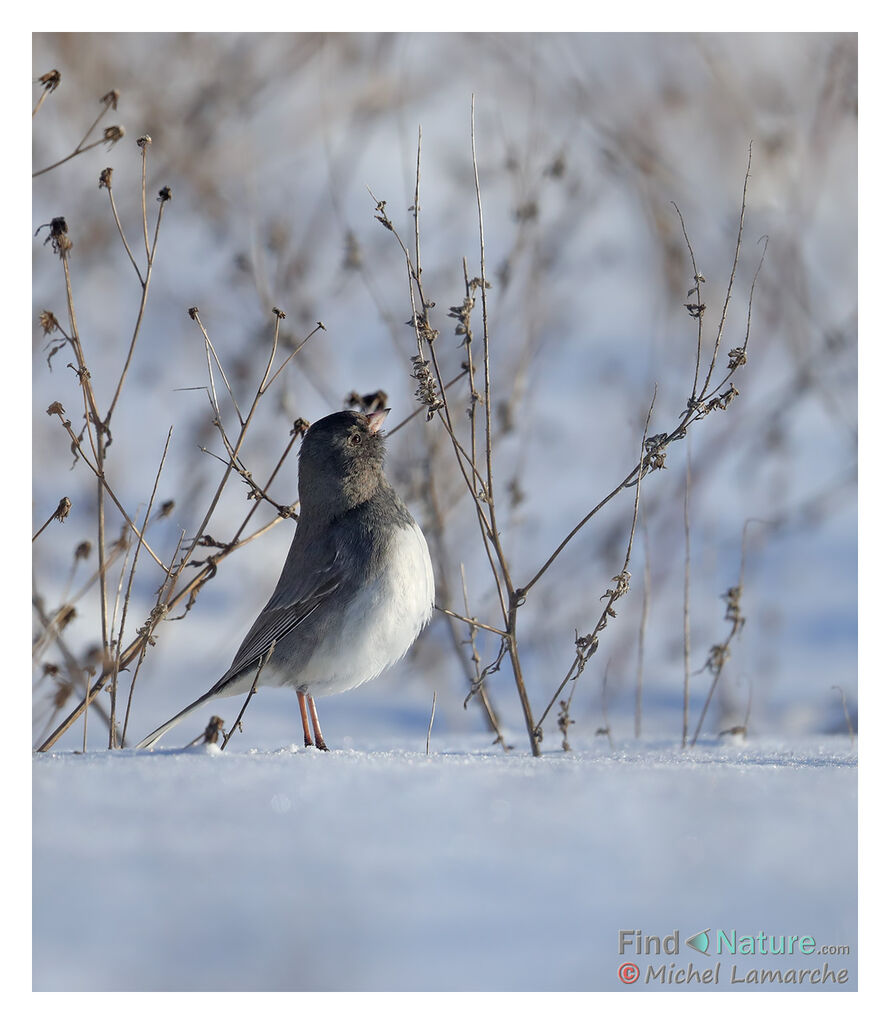 Dark-eyed Junco