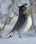 Junco ardoisé