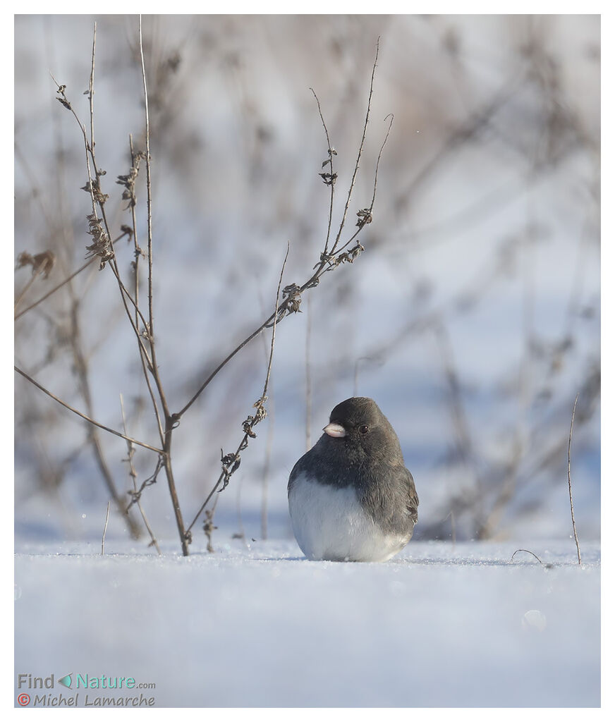 Junco ardoisé