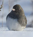 Junco ardoisé