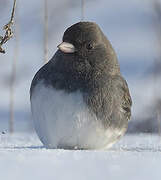 Dark-eyed Junco