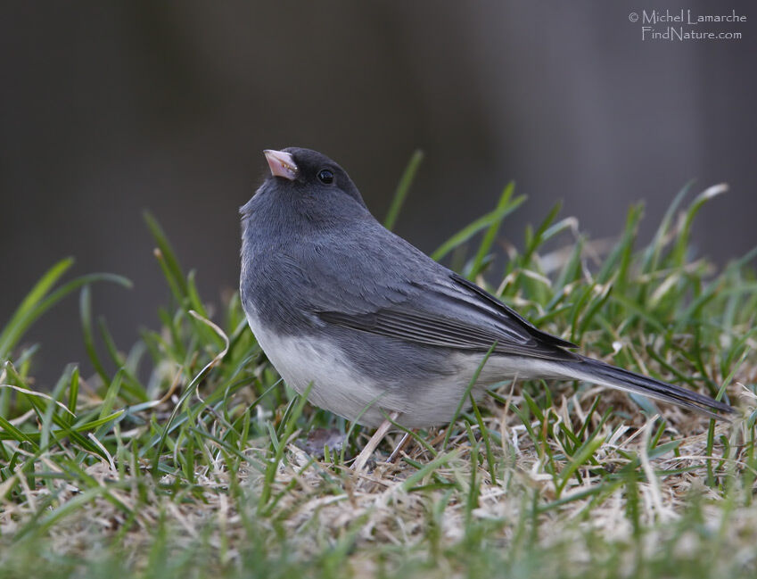 Junco ardoisé