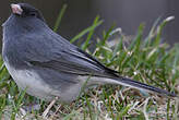 Junco ardoisé