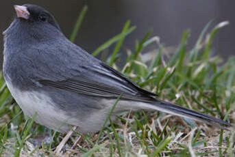 Junco ardoisé